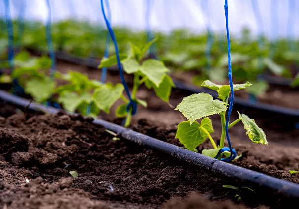 seedling
